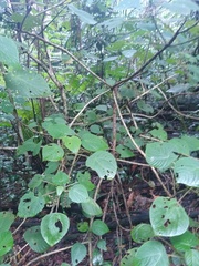 Dendrocnide moroides