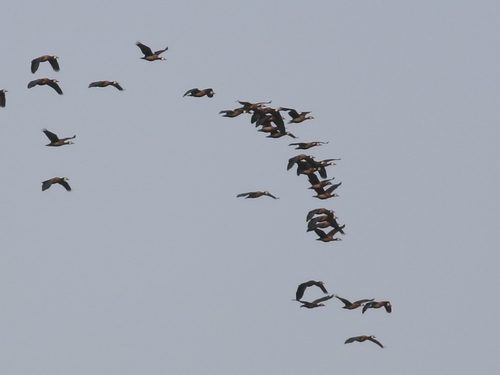 iNaturalist image