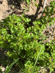 (c) Chet Burrier, some rights reserved (CC BY) Acalypha radians, photograph (c) Chet Burrier, some rights reserved (CC BY)