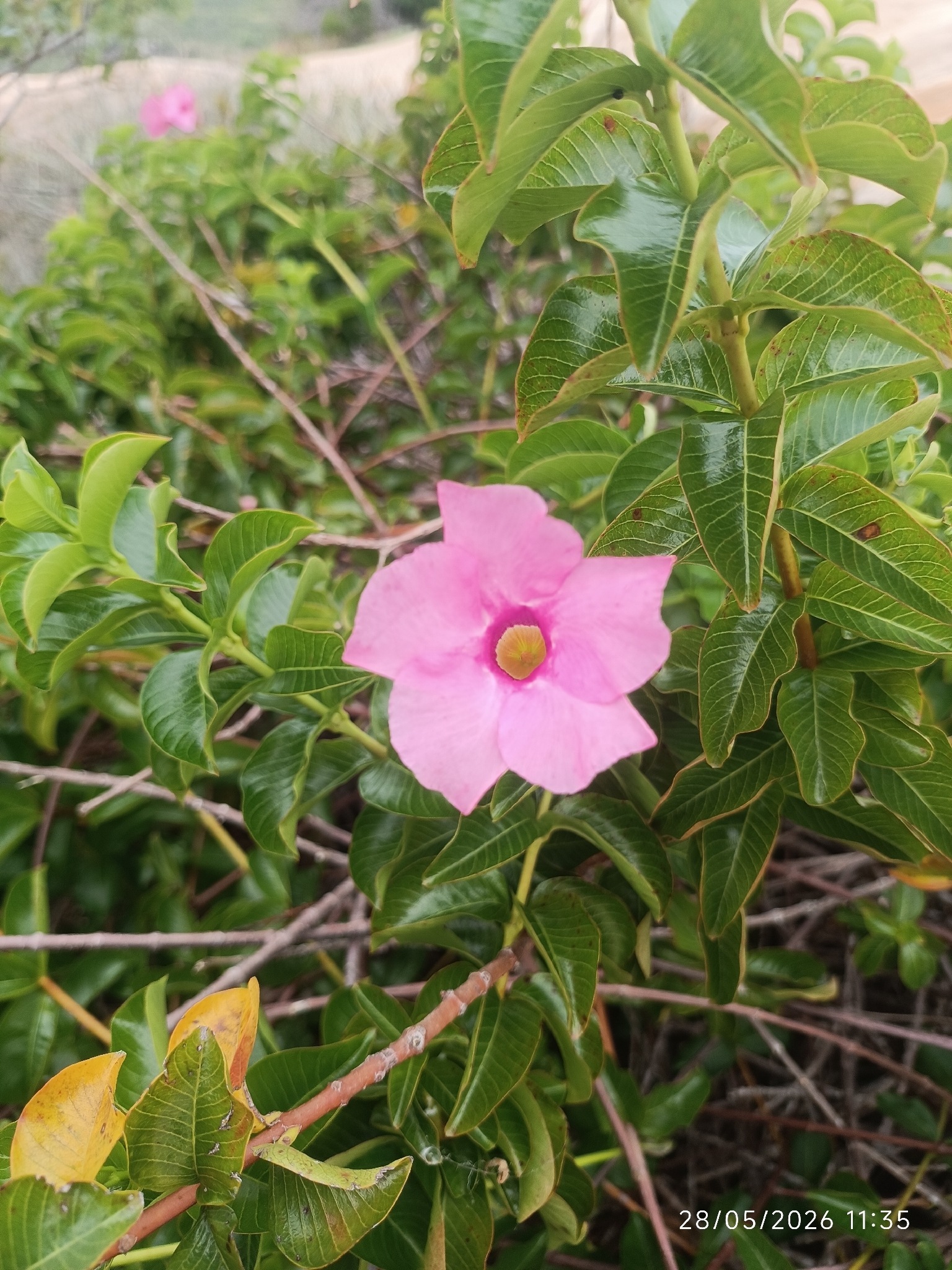 Mandevilla dardanoi