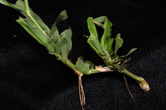 Dactyloctenium australe