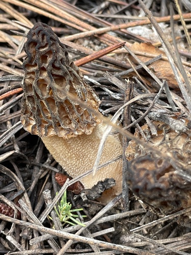 iNaturalist observation photo of true morels