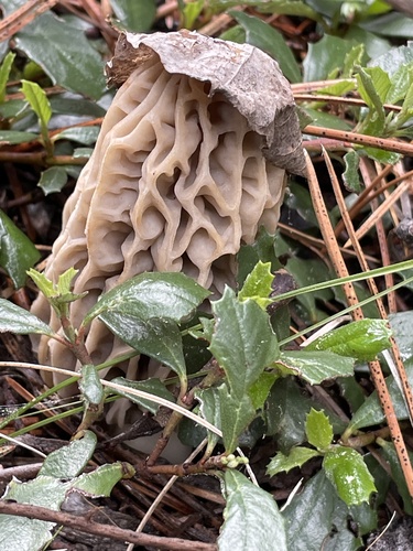 iNaturalist observation photo of Mountain Blond Morel
