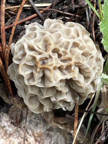 iNaturalist observation photo of Mountain Blond Morel