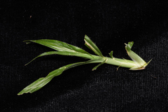 Dactyloctenium australe