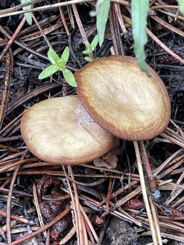 iNaturalist observation photo of Common Gilled Mushrooms and Allies