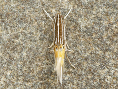 Cosmopterix dapifera