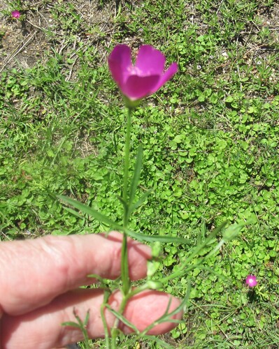 Callirhoe involucrata