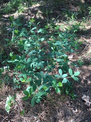 Baptisia nuttalliana