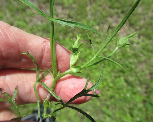 Callirhoe involucrata