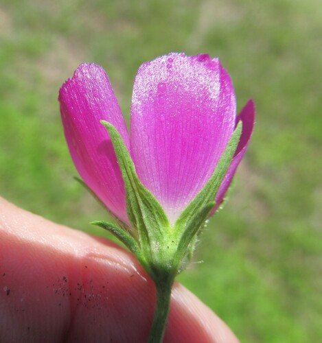 Callirhoe involucrata
