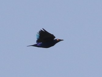 iNaturalist image