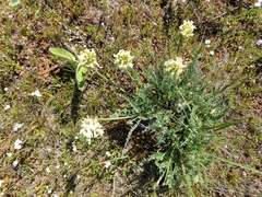 Astragalus hoodianus