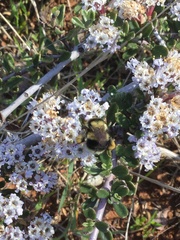 Ceanothus roderickii