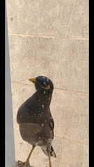 Acridotheres tristis