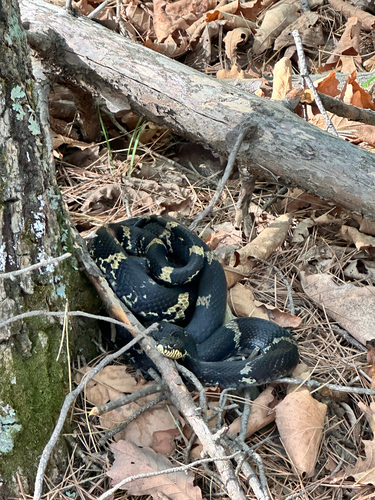 Manchurian Black Ratsnake