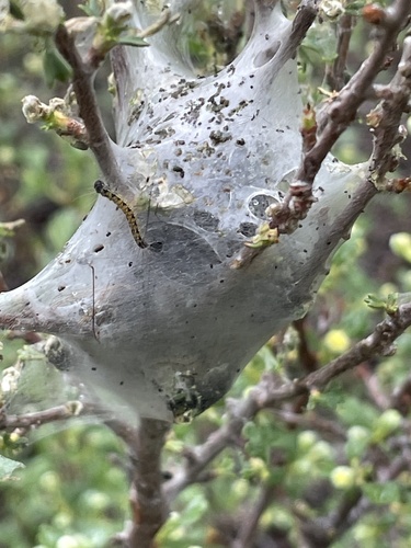 iNaturalist observation photo of Western Tent Caterpillar Moth