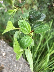 Ceanothus oliganthus