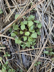 Claytonia rubra