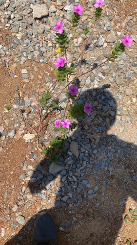 Madagascar Periwinkle (Catharanthus roseus)