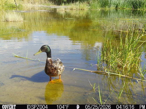 Mallard photographed in Nevada