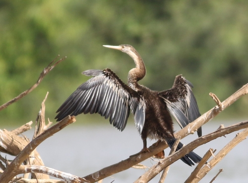 iNaturalist image