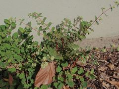 Euphorbia lasiocarpa