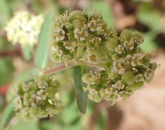 Euphorbia lasiocarpa