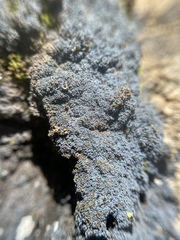 Fuscopannaria cyanolepra