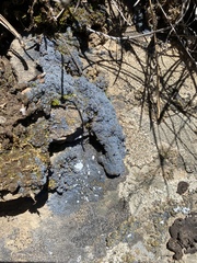 Fuscopannaria cyanolepra