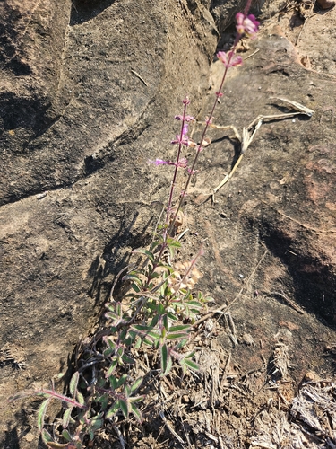 Syncolostemon canescens, photograph 2
