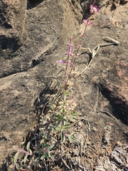 Syncolostemon canescens, photograph (c) Mark Costello, some rights reserved (CC BY)