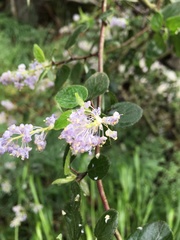 Ceanothus oliganthus