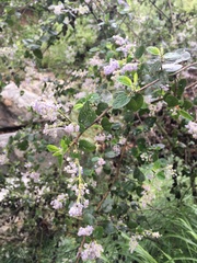 Ceanothus oliganthus