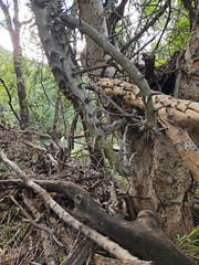 Dalbergia armata