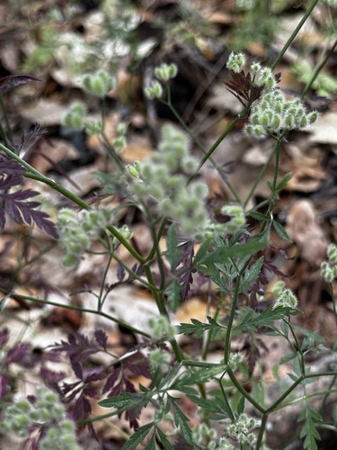 Common Hedge Parsley