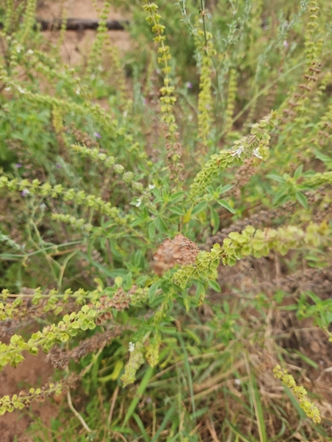 Ocimum americanum, photograph 6