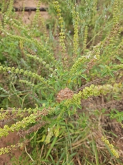 Ocimum americanum, photograph (c) Mark Costello, some rights reserved (CC BY)