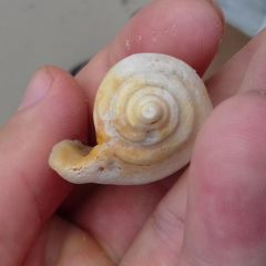 Laevistrombus canarium