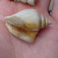 Laevistrombus canarium