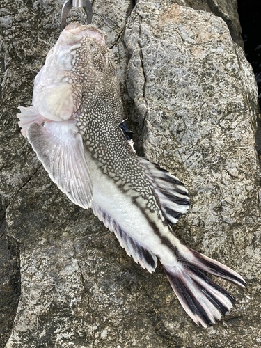 Northern stargazer (Astroscopus guttatus) — Uranoscopidae — 4