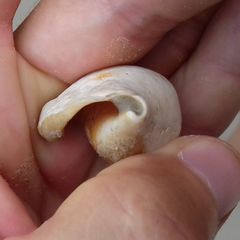 Laevistrombus canarium