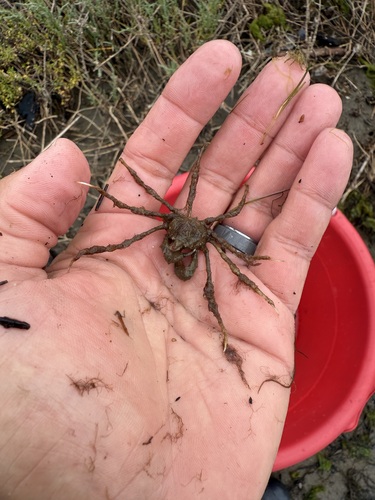 Pyromaia tuberculata observed 2026-05-15