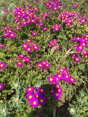 Senecio arenarius