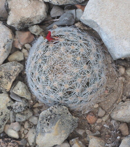 Lace-spine Nipple Cactus