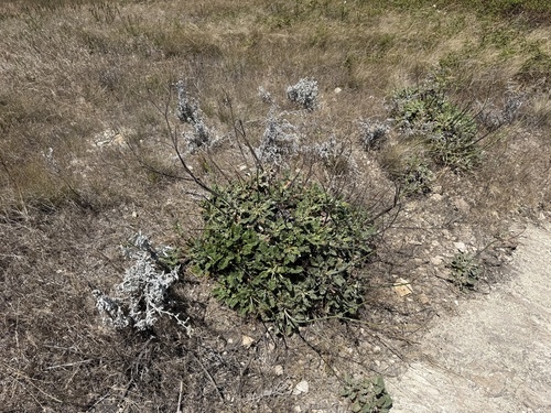 Eriogonum grande, photograph 4