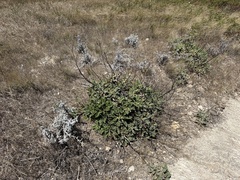 Eriogonum grande, photograph (c) Brian Finzel, some rights reserved (CC BY-SA)