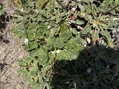 Eriogonum grande, photograph (c) Brian Finzel, some rights reserved (CC BY-SA)