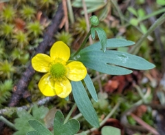 Ranunculus glaberrimus, photograph (c) John Brew, some rights reserved (CC BY)
