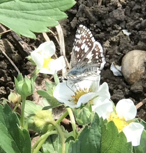Common Checkered-Skipper